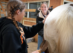 Equine Therapy