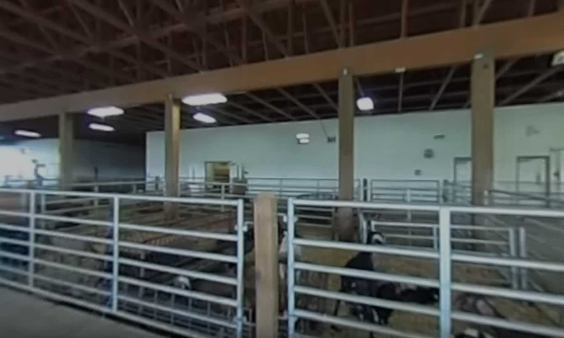 360 video still of the animal science farm inside the barn