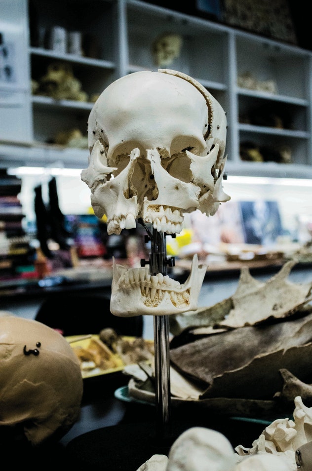 skull on top of a table in a lab