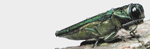 Emerald Ash Borer