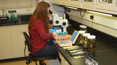 Student doing research in lab