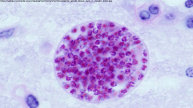 Parasite under microscope