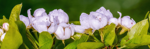 Pear Tree Blossoms