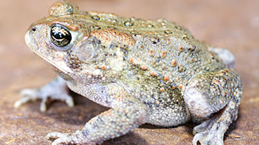 anaxyrus frog