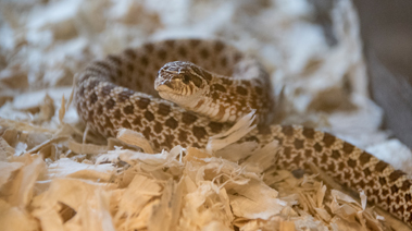 Snake Venom Research