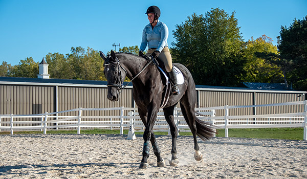 Beautiful Black English Horse Trotting