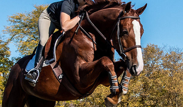 English Horse Jumping