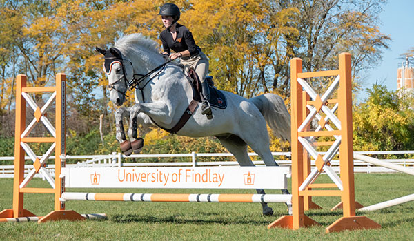 Grey English Horse Jumping