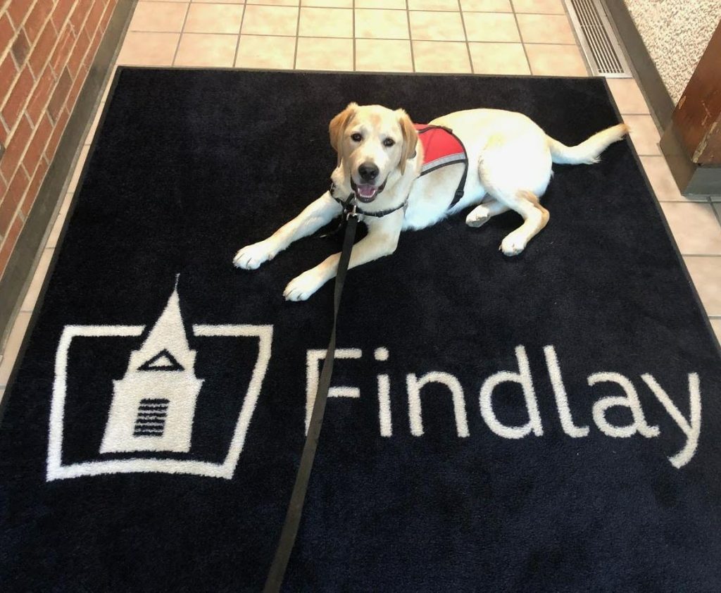 4 Paws